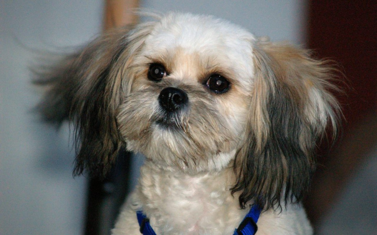 cagnolino a pelo riccio