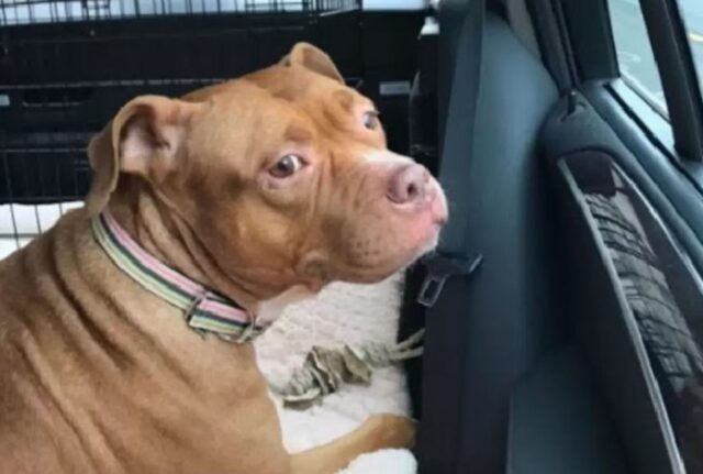 Ha passato anni e anni all’interno di un garage, senza nessuna comodità: ora il Pit Bull è un cane del tutto diverso