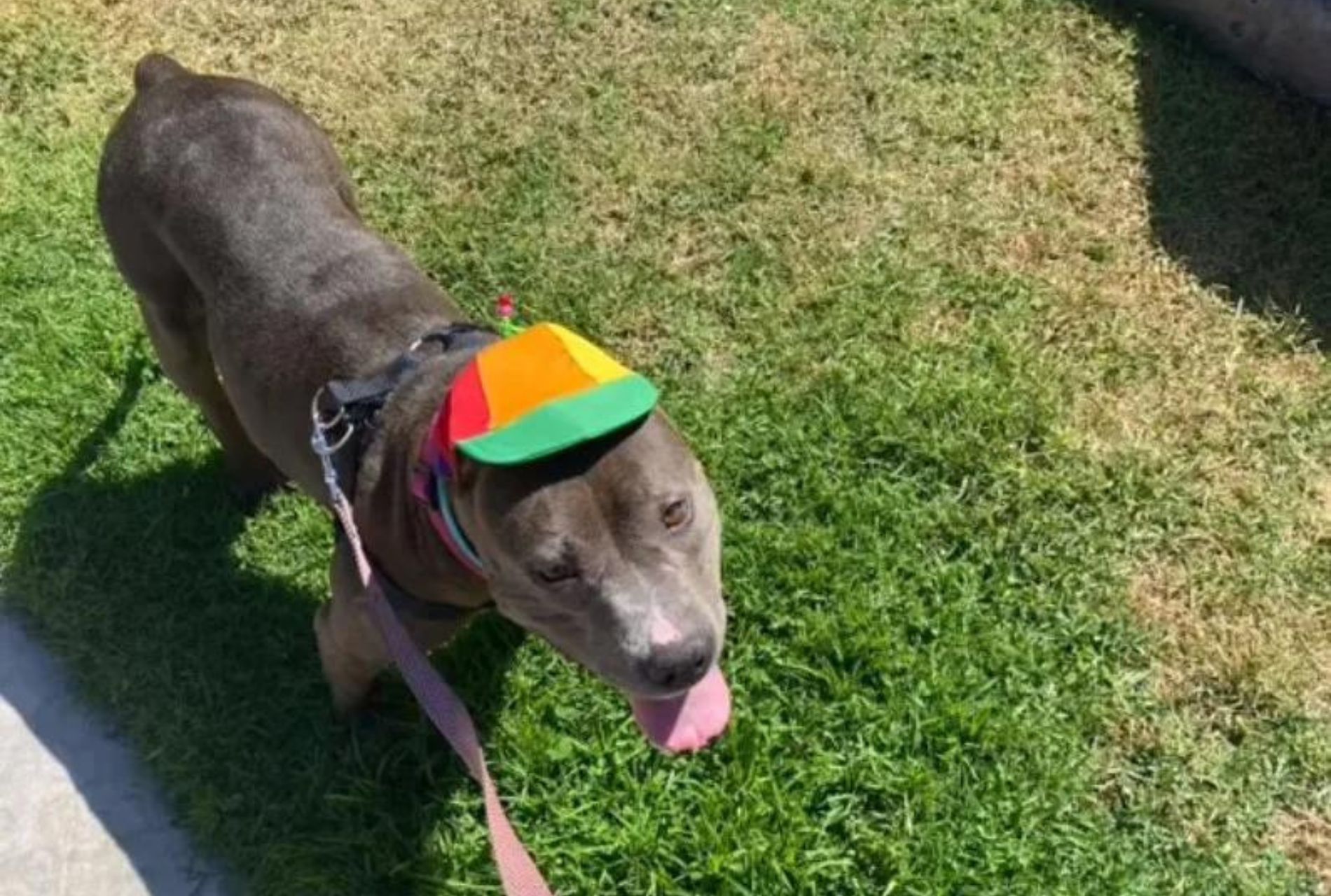 pit bull con cappello