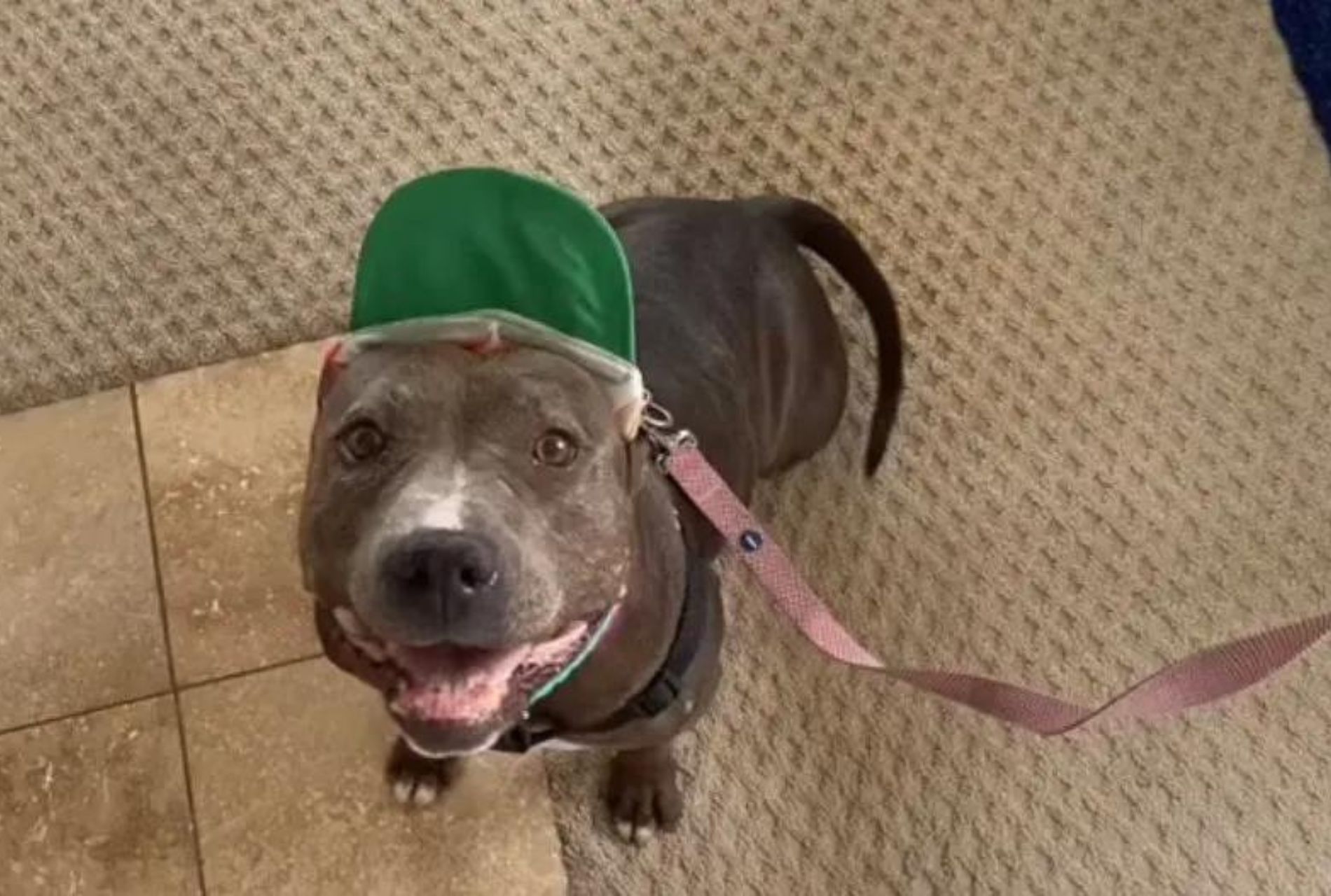 pit bull con cappello