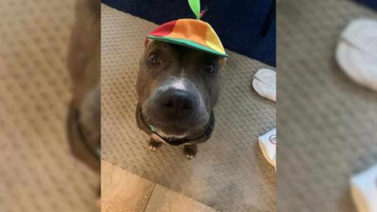 pit bull con cappello