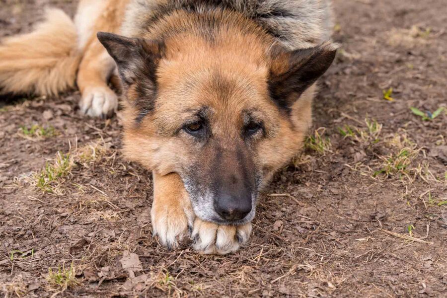 Quanto può vivere un cane con la leishmaniosi?