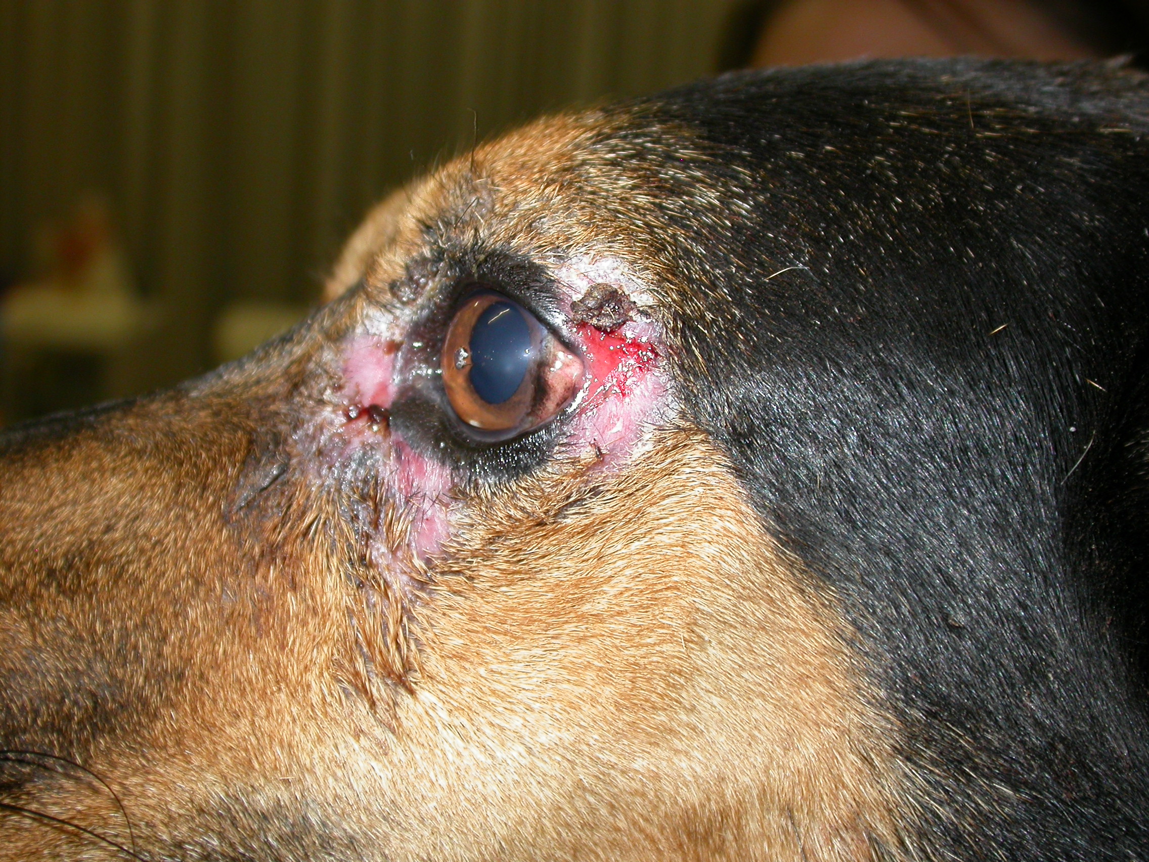 lacerazioni da leishmaniosi nel cane