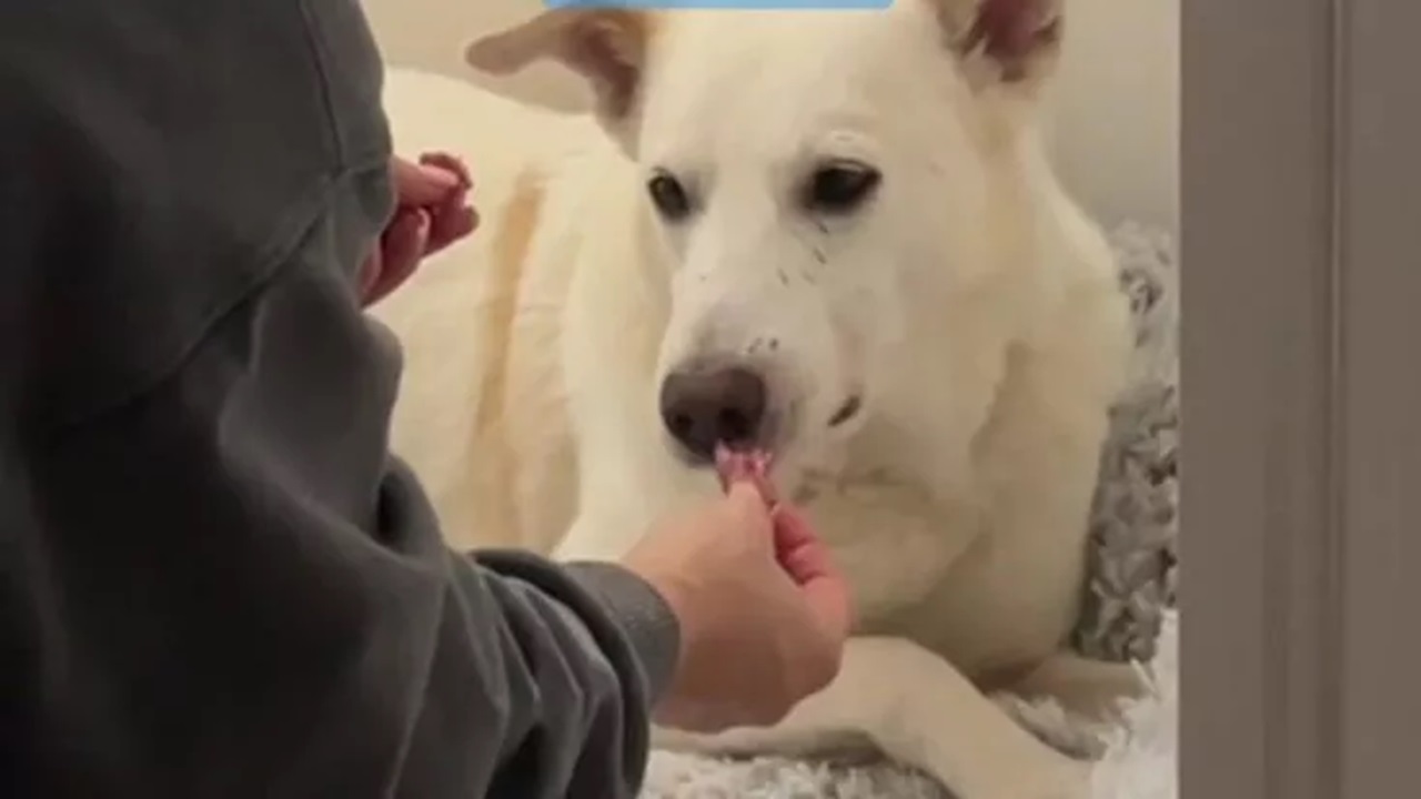 Cane mangia un pezzo di carne