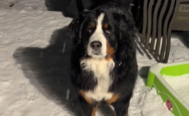 C’è la neve e il Bovaro del Bernese esce a giocare. Poi però si rifiuta drasticamente di tornare a casa (VIDEO)