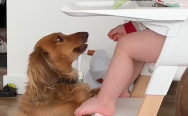 È vero amore: questa mamma immortala il momento in cui il cane e il bambino stringono un patto unico (VIDEO)