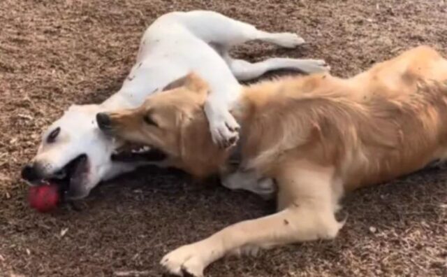 Il Golden Retriever si riunisce alla sua fidanzata dopo mesi di separazione e fa capire a tutti il senso dell’amore (VIDEO)