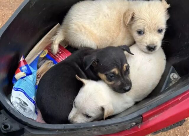 Tre cuccioli di cane salvati nella giungla in Thailandia da un motociclista