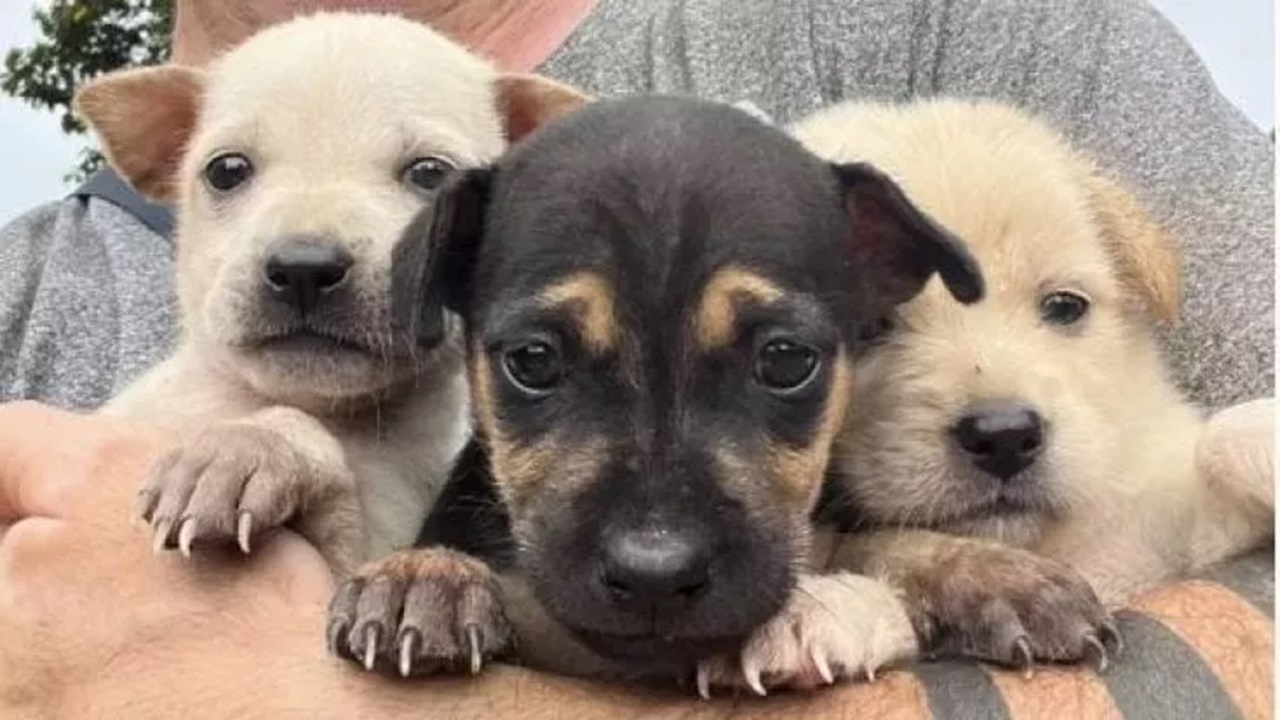 Cuccioli di cane salvati