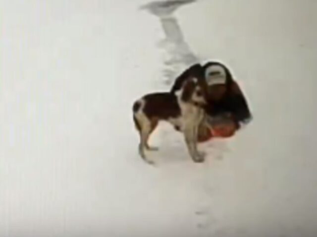 Un vero eroe: il cane aiuta il suo papà caduto nel lago ghiacciato proprio quando nessuno riusciva a salvarlo