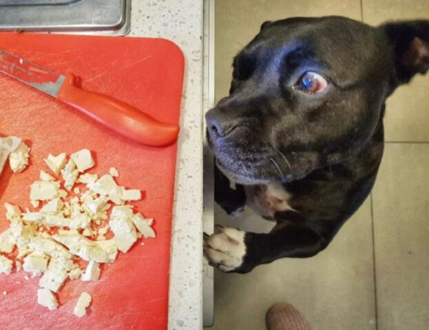 Beccati! 5 esilaranti foto di cani che sono stati colti in flagrante mentre rubavano del cibo