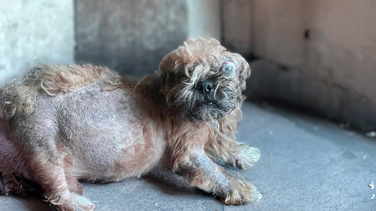 Cagnolina cieca da un occhio