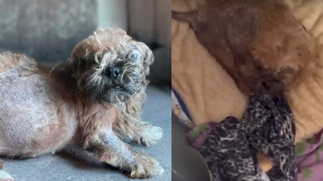 Cacciata mentre era incinta, questa cagnolina è crollata esausta dopo che per giorni tutti l’avevano ignorata- Video