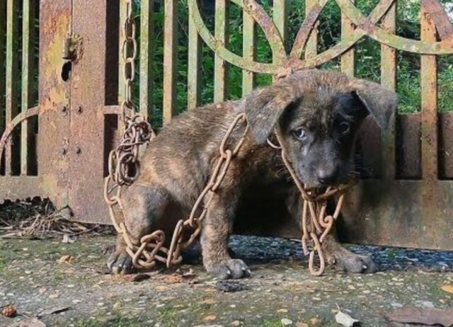 Incatenato al cancello di una casa abbandonata, il cucciolo di cane si stava rassegnando a un fine tragica 