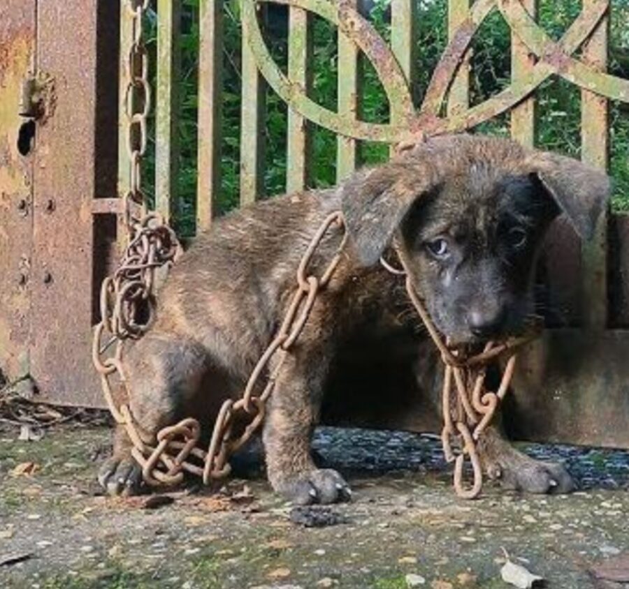 cane abbandonato 