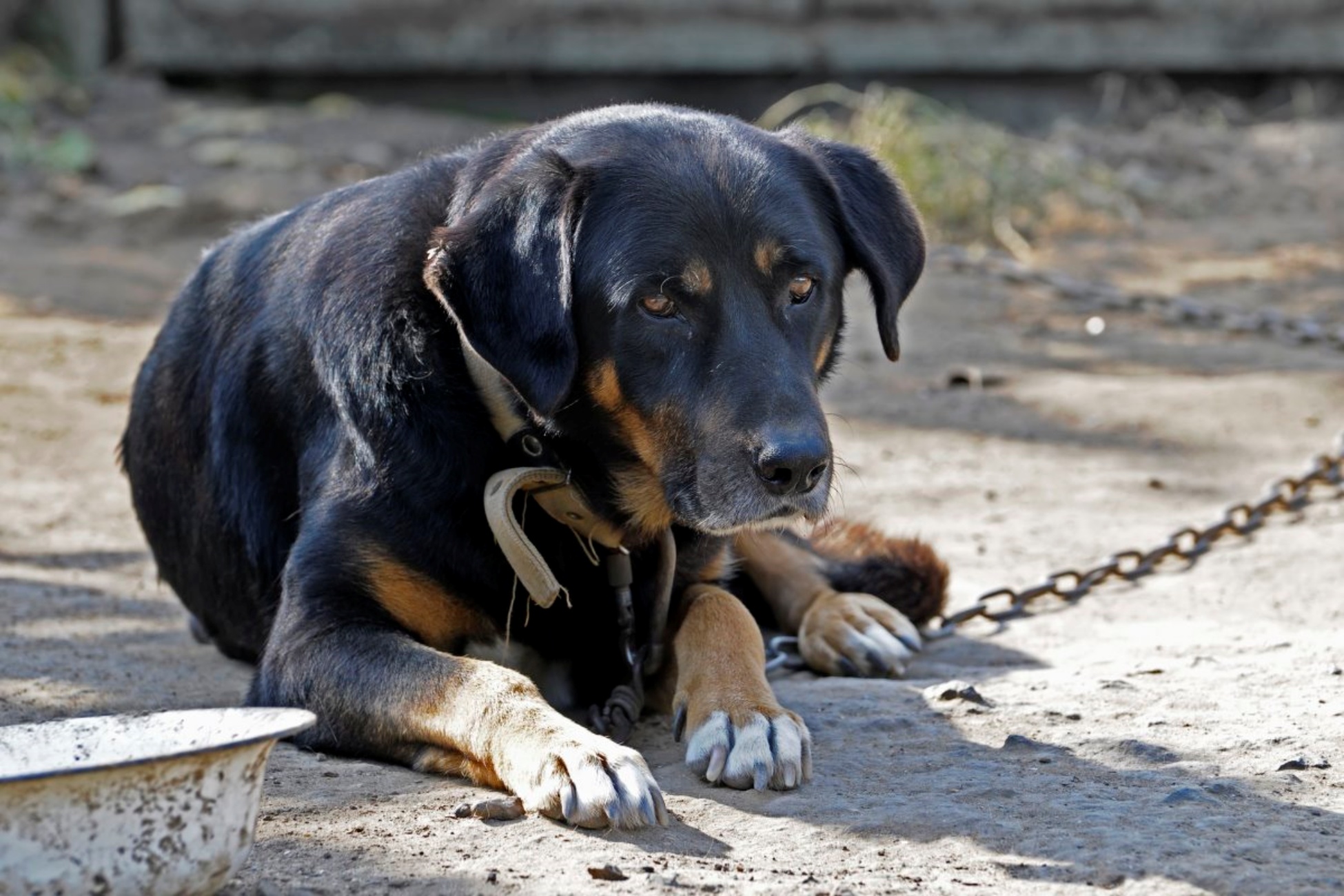 divieto per cani legati in toscana