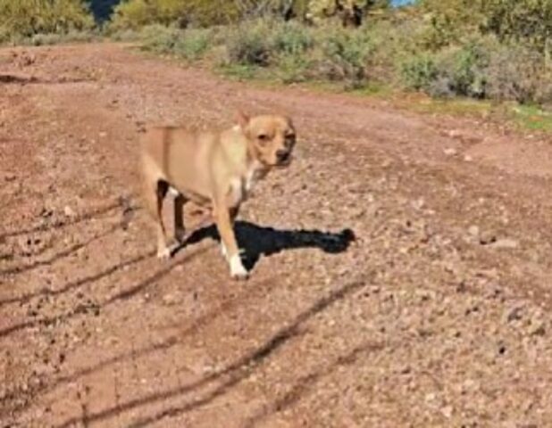 Cercavano qualcosa per la loro collezione di piante, ma le escursioniste non pensavano di trovare un cane