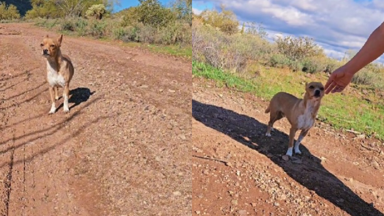 escursioniste salvano un cane