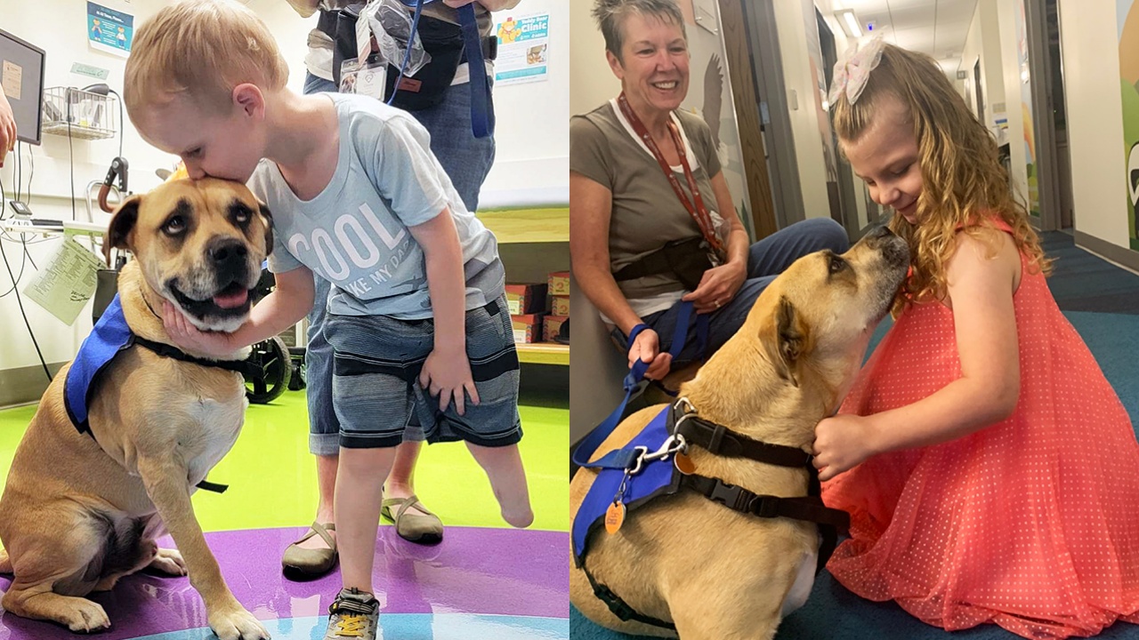 cane colpito da un proiettile con bambini