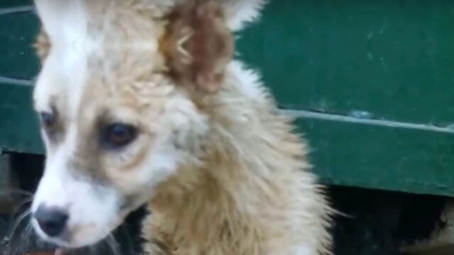 Continuava a supplicare chiunque passasse, nell’indifferenza: per questo cane la fine sembrava vicina – Video