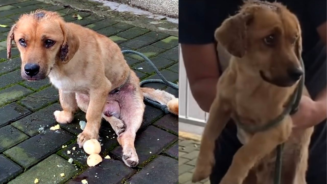 Cane paralizzato viene messo in salvo