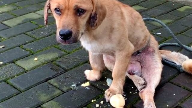 Coperto di cicatrici, il cane randagio era paralizzato e piangeva da solo sul ciglio della strada – Video