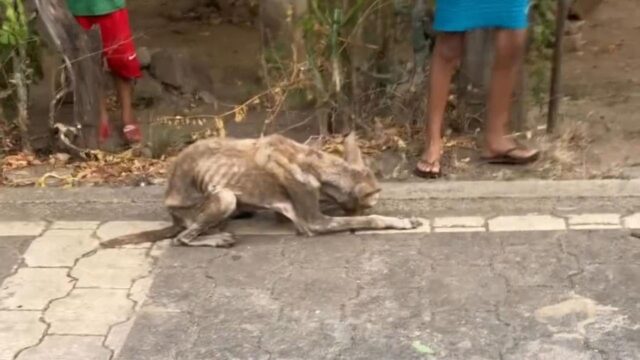 Dopo aver resistito a lungo questo cane è collassato per strada davanti a tutti: ha pensato che fosse meglio rassegnarsi – Video