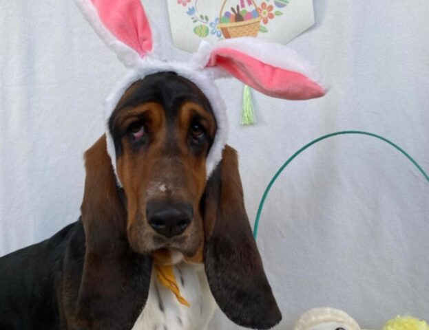 È o non è il coniglietto pasquale? Queste 5 foto di cani travestiti per Pasqua vi faranno impazzire per la tenerezza
