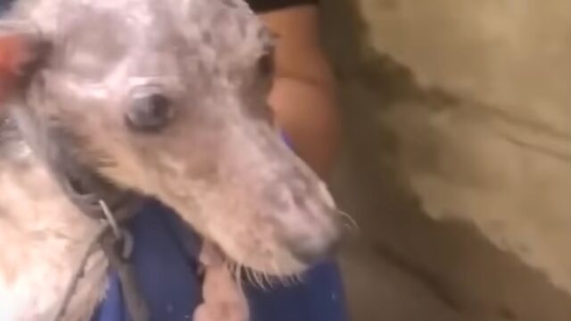 È stata rinchiusa per 10 anni in una gabbia piccola e buia: la cagnolina non aveva più alcun tipo di speranza – Video