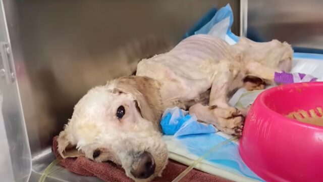 Giaceva solo e stanco, sembrava uno straccio sporco: il cane era inerme e circondato da mosche e insetti – Video