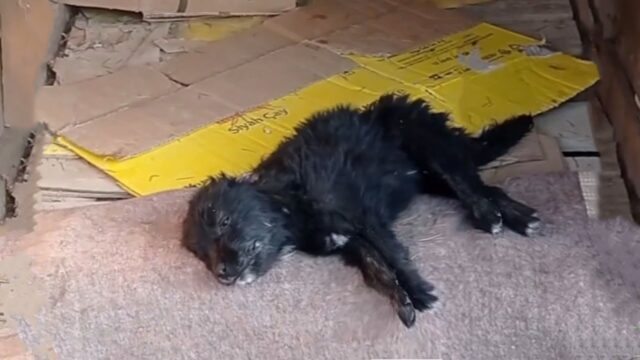 Ha avuto un sussulto e ha singhiozzato quando ha visto i soccorritori: questo cagnolino non ci sperava più – Video