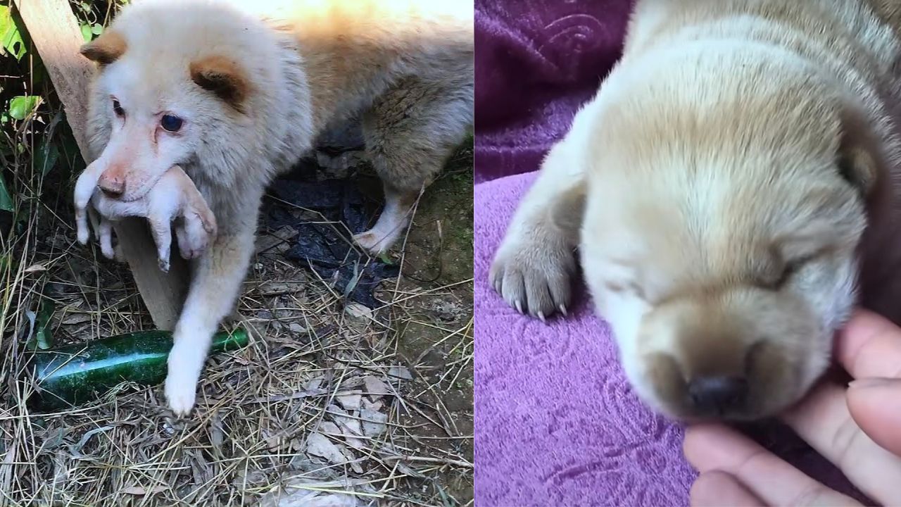 Mamma cane e cuccioli