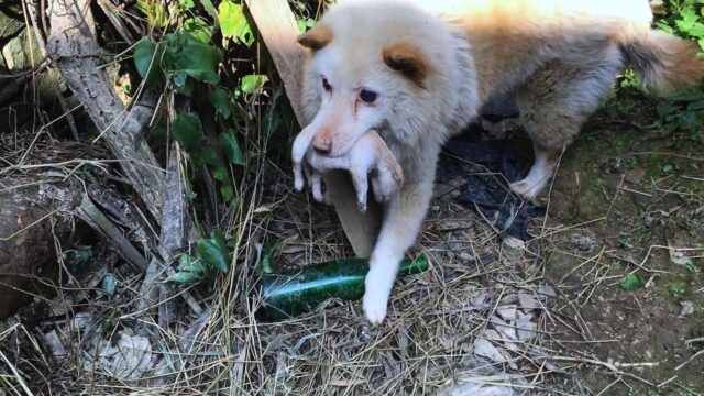 Ha portato con sé il suo cucciolo senza vita: il cane era ormai disperato e non sapeva cosa fare per andare avanti – Video