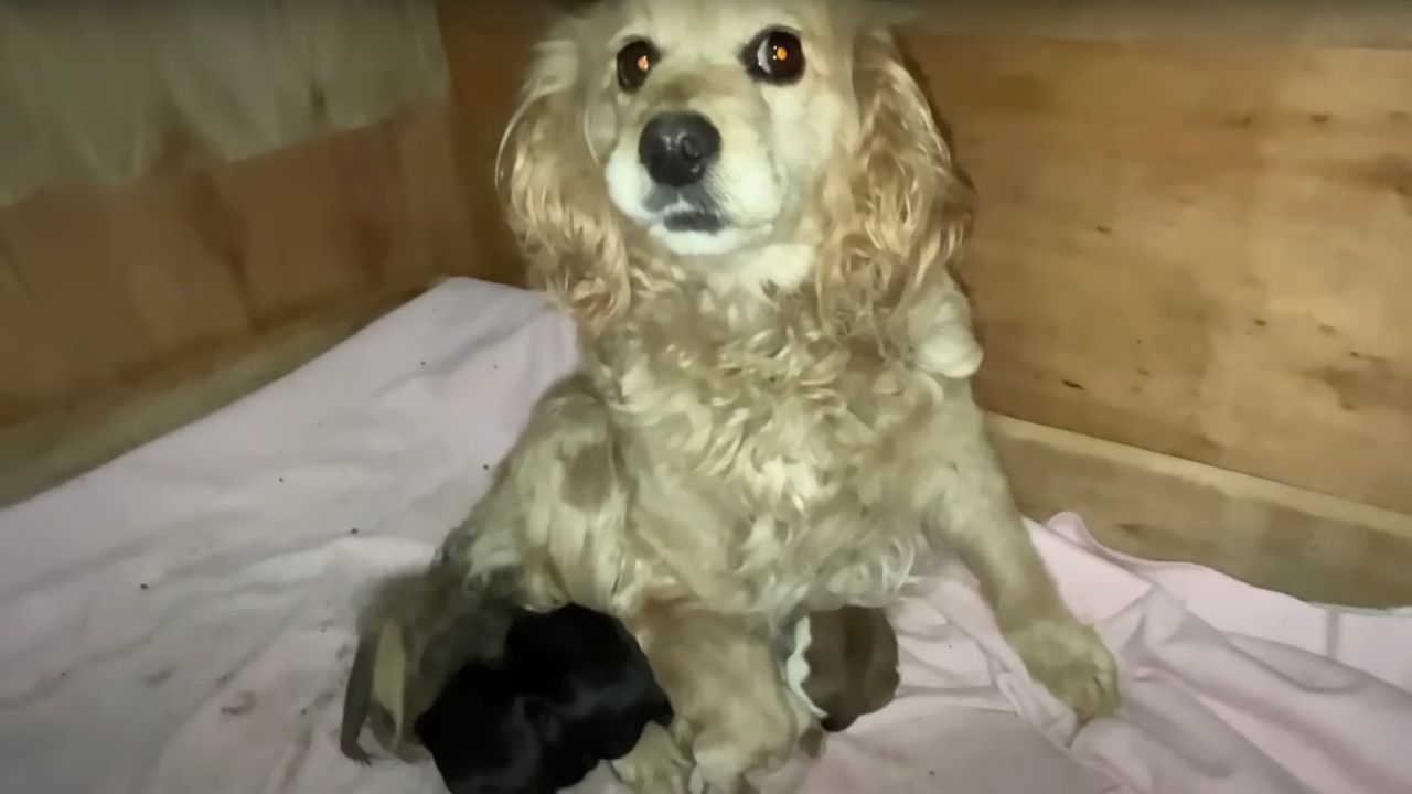 Mamma Cocker in compagnia dei suoi cuccioli