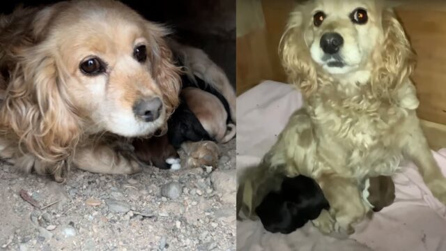 Hanno trovato questa piccola mamma Cocker, abbandonata: l’hanno lasciata insieme ai suoi cuccioli