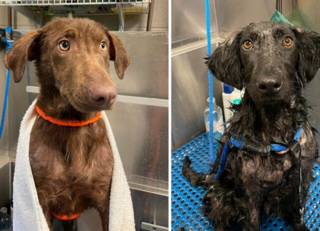 I due cagnolini sono stati salvati dalle temperature gelide e ora non smettono di riempire d’amore i loro soccorritori