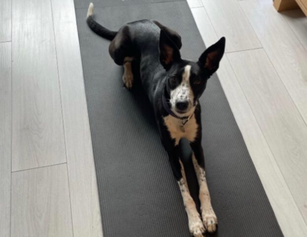 I migliori compagni di yoga in assoluto: 5 foto di cani che dimostrano tutto il loro talento in questo sport