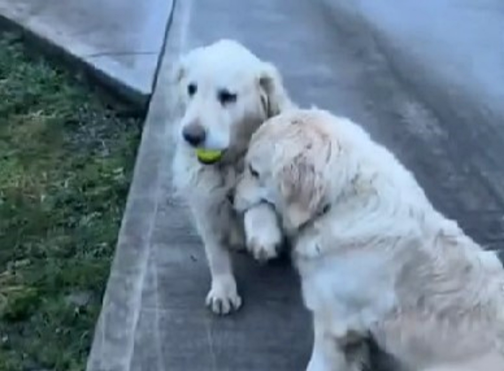 golden retriever che giocano