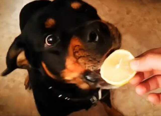 Il Rottweiler assaggia il limone e inizia a danzare, il suo modo di fare fa impazzire chi lo guarda