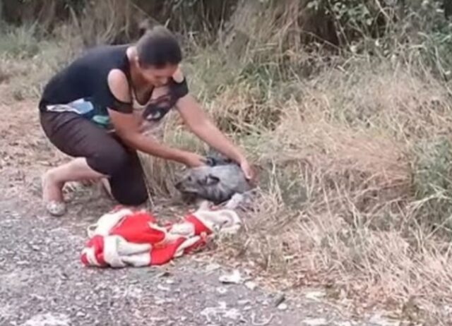 Il cane abbandonato ha pianto ininterrottamente per giorni, guardando ogni macchina e sperando che il proprietario torni indietro