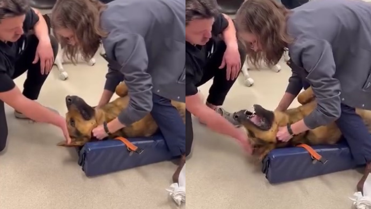 cane salvato da veterinaria