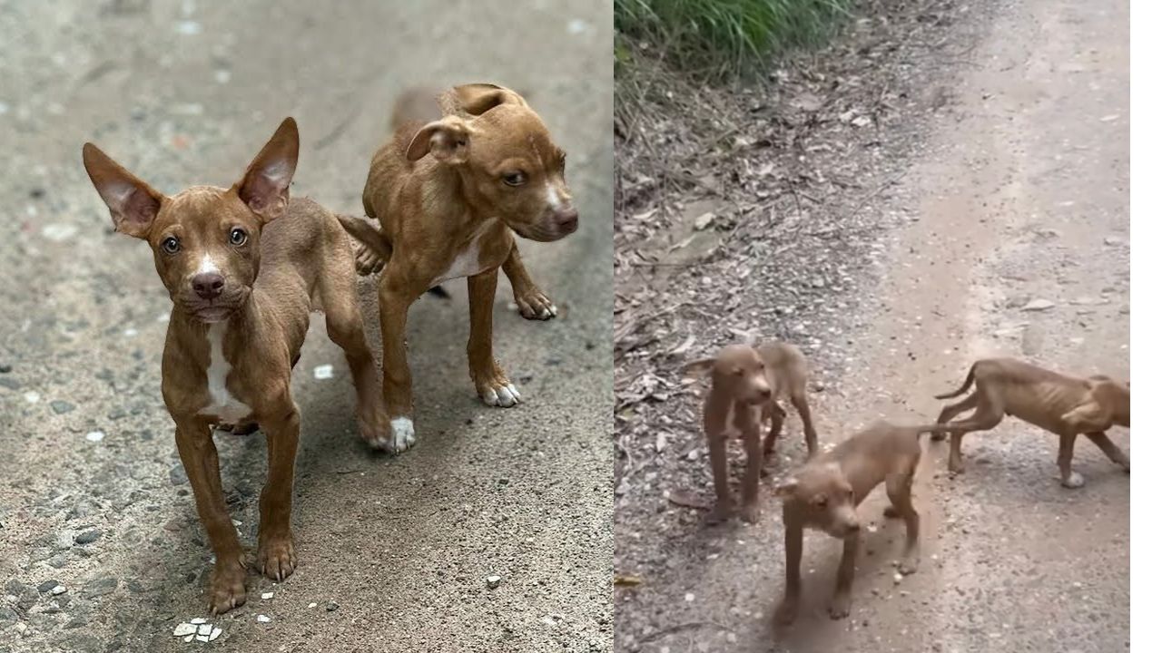 Cagnolini randagi