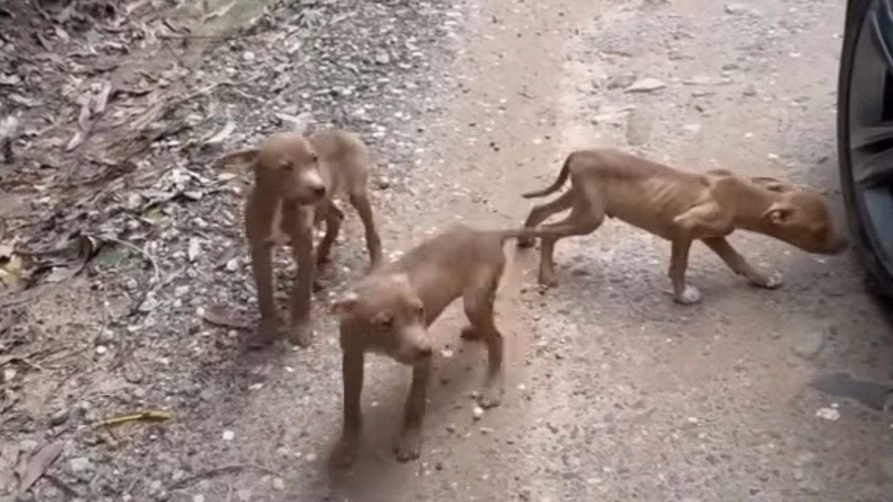 Cagnolini di pochi mesi