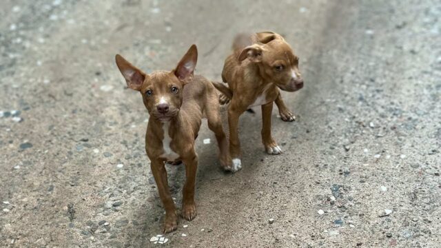 Il cucciolo di cane implorava le persone che passavano di salvare il fratello con la mascella rotta: erano al limite – Video