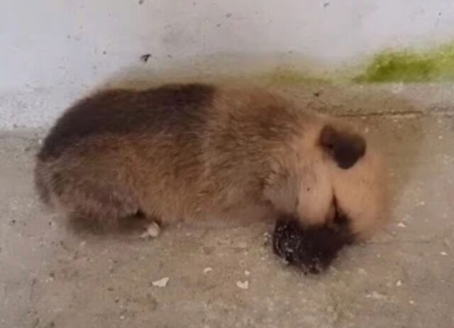 Il cucciolo di cane in fin di vita ritrova la sua forza grazie a una serie di inattesi gesti d’amore