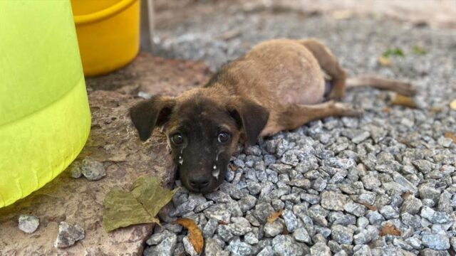 Il cucciolo malformato è strisciato verso una casa, debole e stanco: non si aspettava quello che sarebbe successo – Video