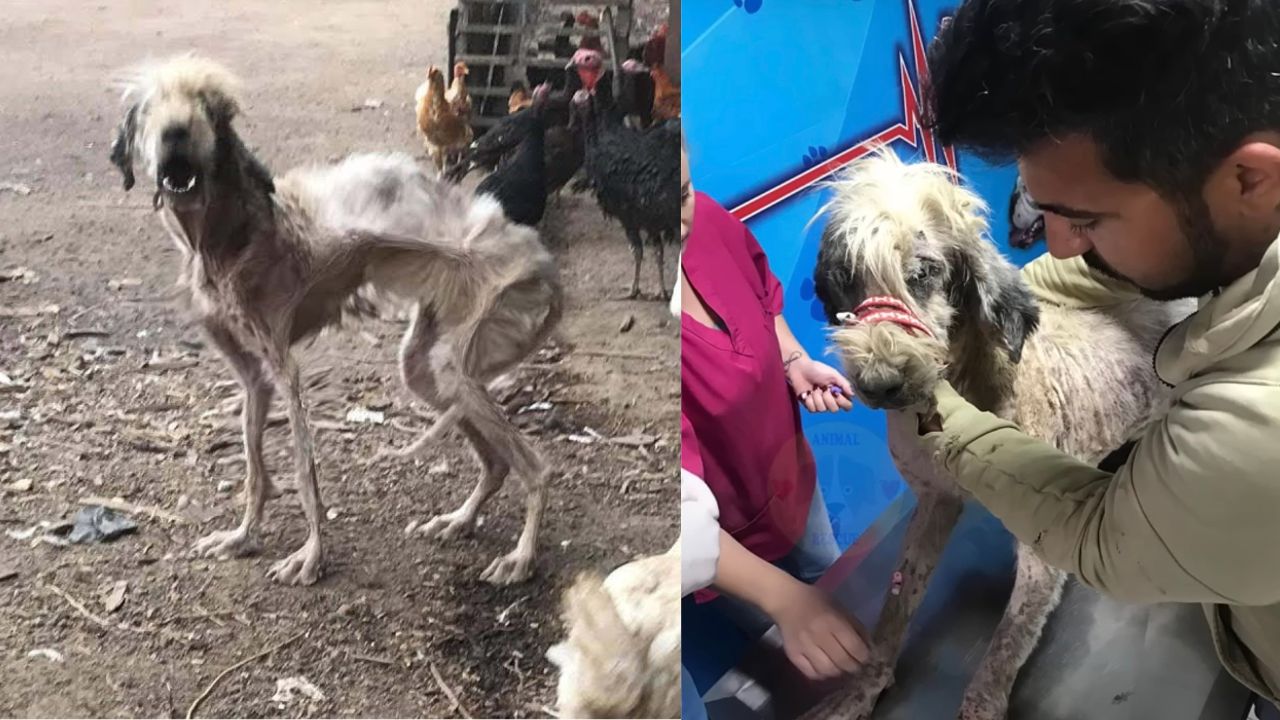 Cagnolina randagia riceve assistenza