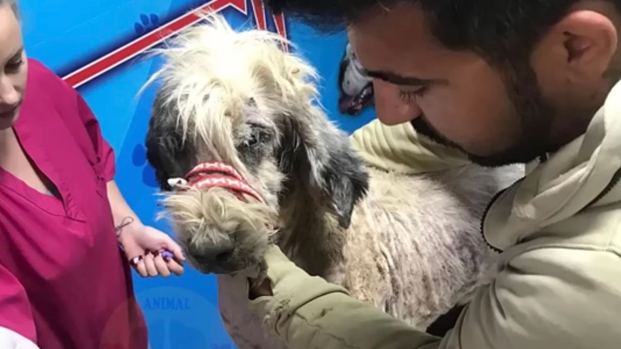 Cagnolina bisogna di aiuto