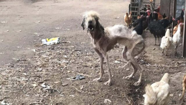 Il modo in cui questa cagnolina è stata trascurata per anni ha lasciato i soccorritori di stucco: a malapena si reggeva in piedi – Video