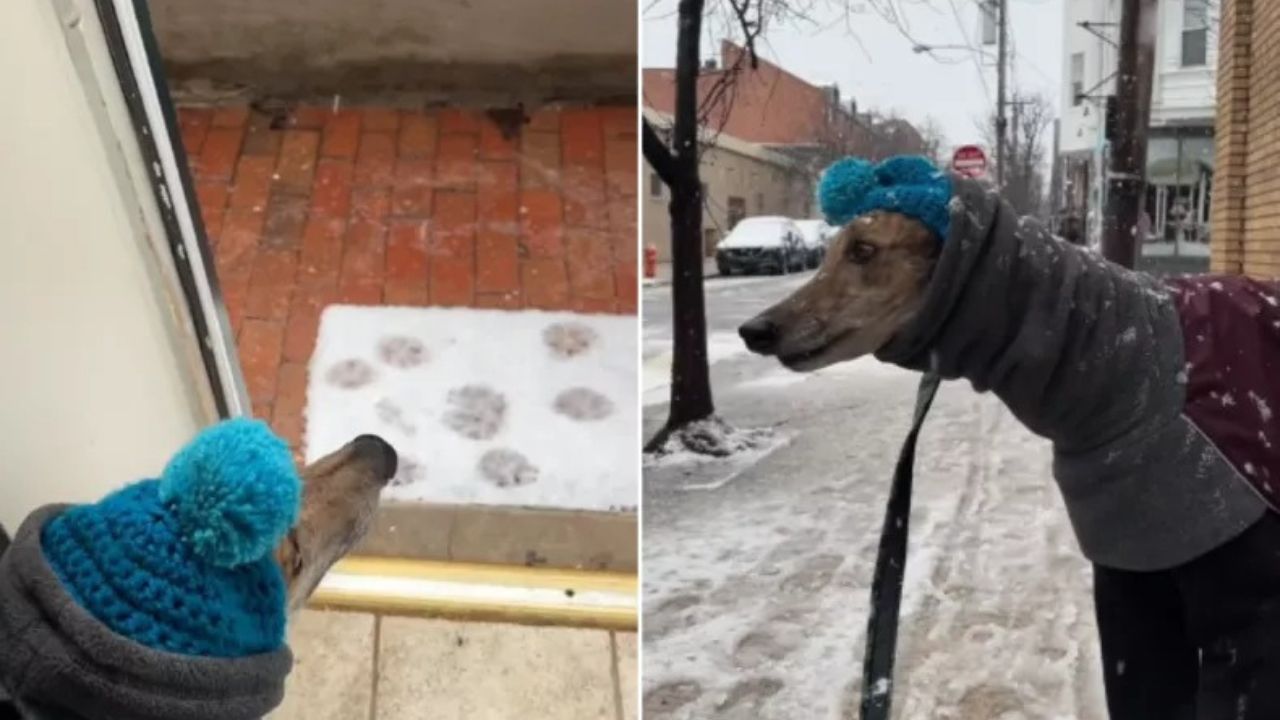 Levriero non si fida della neve